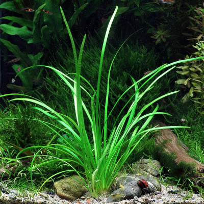 Саггитария Стрелолист, шт